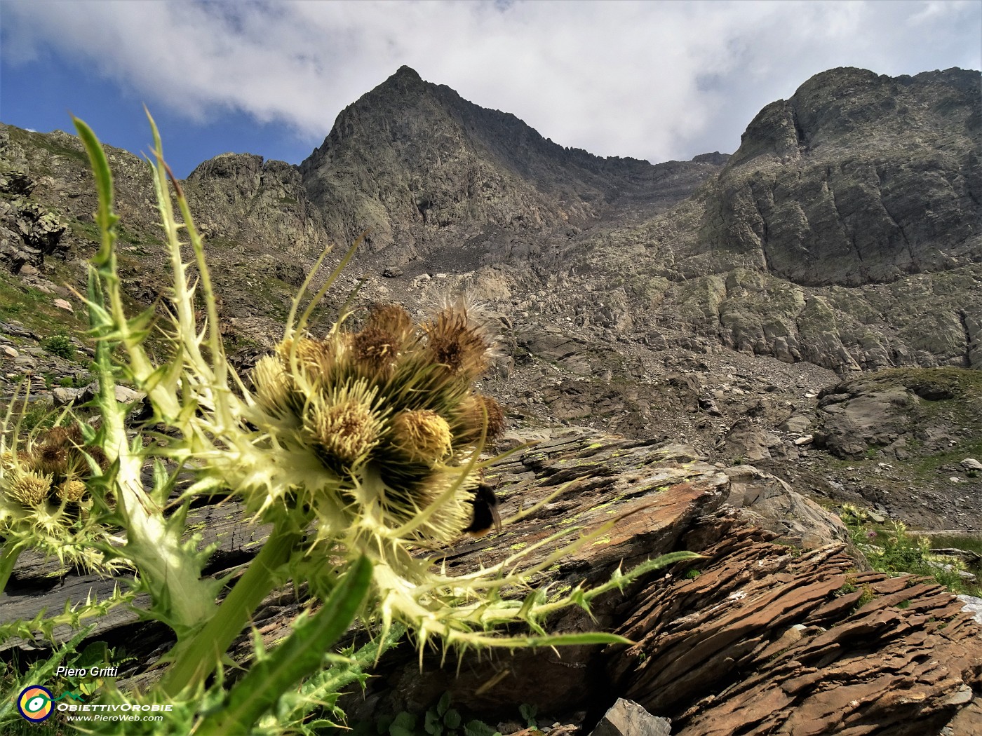 51 Cirsium spinosissimum (Cardo spinosissimo) con vista sul pietroso canalone di salita-discesa da Cima Aga .JPG